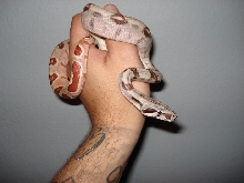 '07 Poss. Super salmon 100% het Sharp albino...aka DH Sharp Sunglow