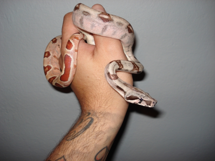 '07 Poss. Super salmon 100% het Sharp albino...aka DH Sharp Sunglow