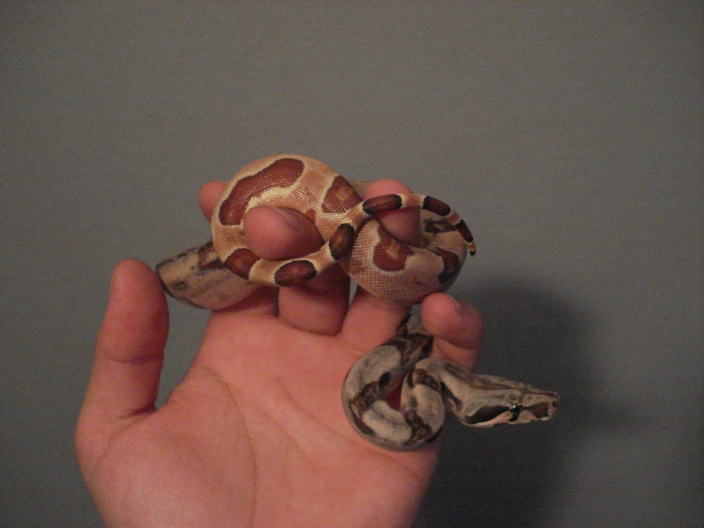 '07 Poss. Super salmon 100% het Sharp albino...aka DH Sharp Sunglow