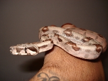 '07 Poss. Super salmon 100% het Sharp albino...aka DH Sharp Sunglow
