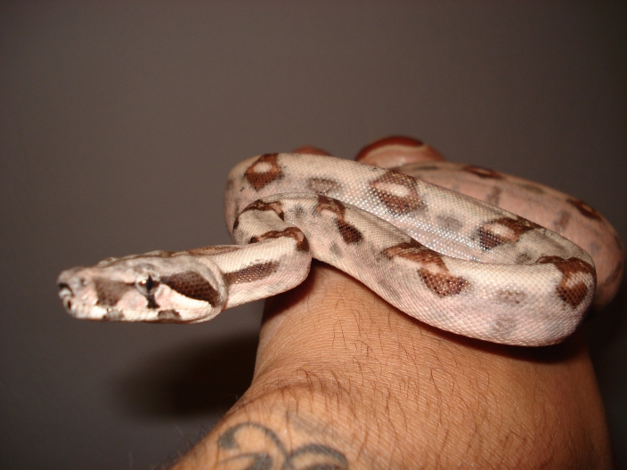 '07 Poss. Super salmon 100% het Sharp albino...aka DH Sharp Sunglow
