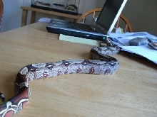 Goliath (Guyana Red Tail Male #3)