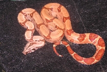 Zeus (Male Poss Super Salmon)