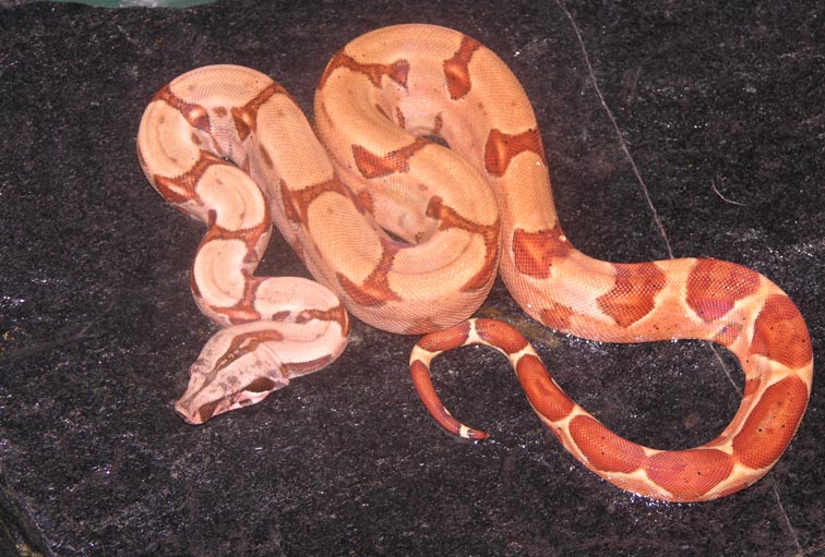 Zeus (Male Poss Super Salmon)