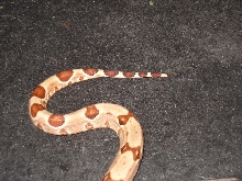 Medusa (EBV Hypo Red Group-poss super Female #4)