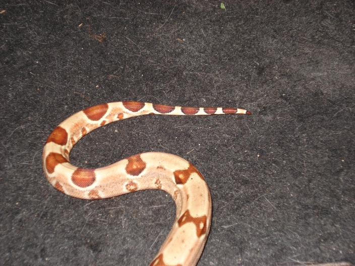 Medusa (EBV Hypo Red Group-poss super Female #4)