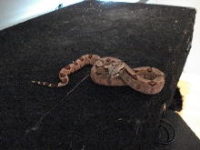 Medusa (EBV Hypo Red Group-poss super Female #5)
