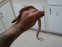 Medusa (EBV Hypo Red Group-poss super Female)