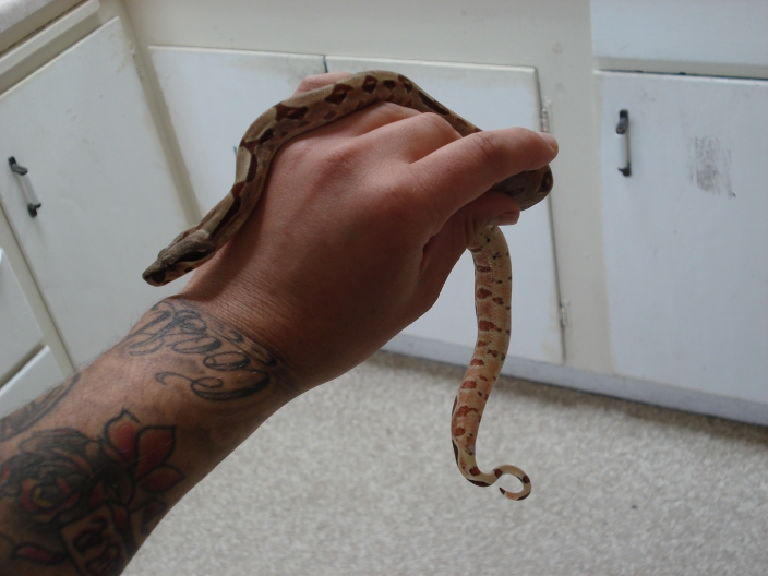 Medusa (EBV Hypo Red Group-poss super Female)