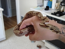 Medusa (EBV Hypo Red Group-poss super Female #2)
