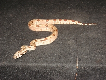 Medusa (EBV Hypo Red Group-poss super Female #3)