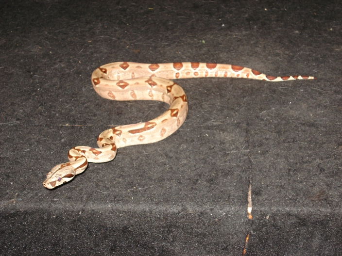 Medusa (EBV Hypo Red Group-poss super Female #3)