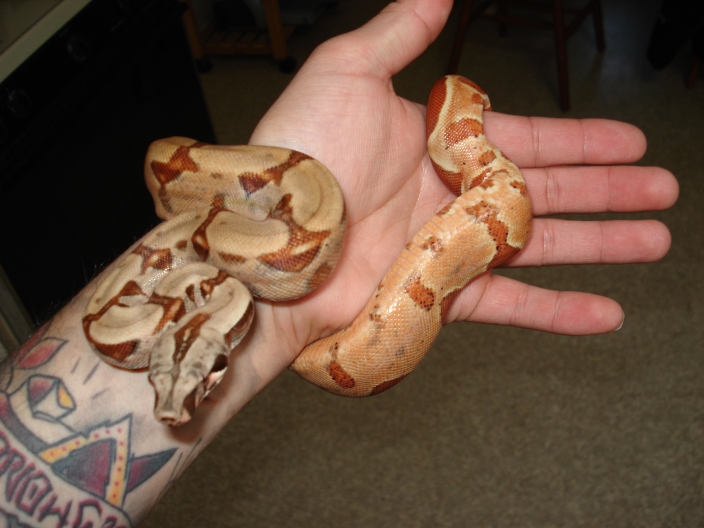 Zeus(MalePossSuperHypoPastelPink #5)