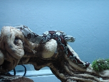 Goliath (Guyana Red Tail Male)
