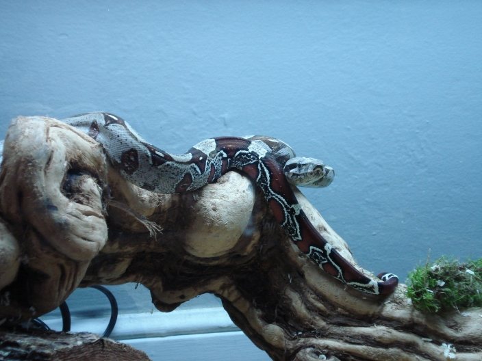 Goliath (Guyana Red Tail Male)