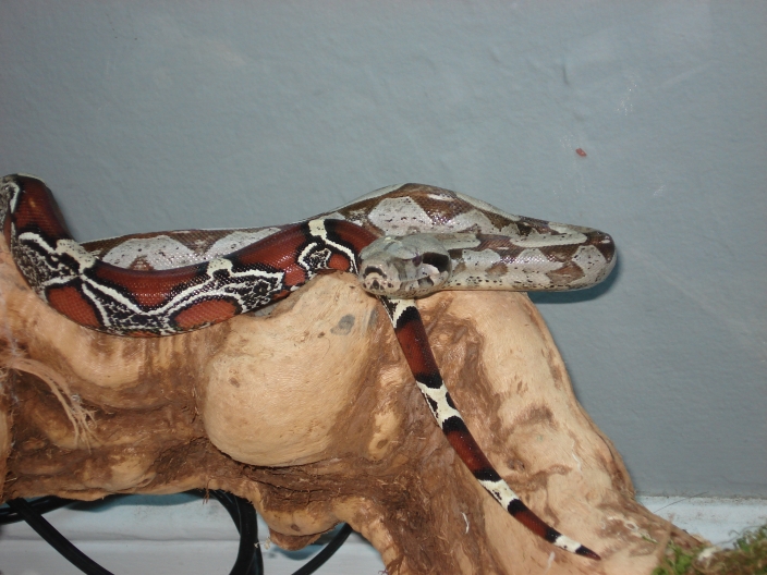 Goliath (Guyana Red Tail Male #2)