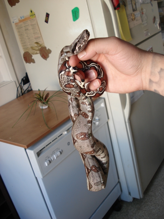 Goliath (Guyana Red Tail Male #5)
