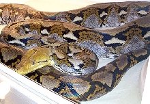 Bali yellowhead-FEM breeder