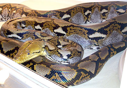 Bali yellowhead-FEM breeder