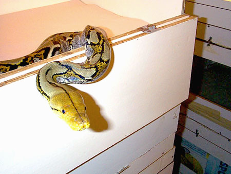 Bali yellowhead, MALE breeder