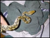 2003 cbb BAli frshshed