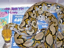 Bali YH