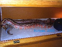 brongersmai breeding