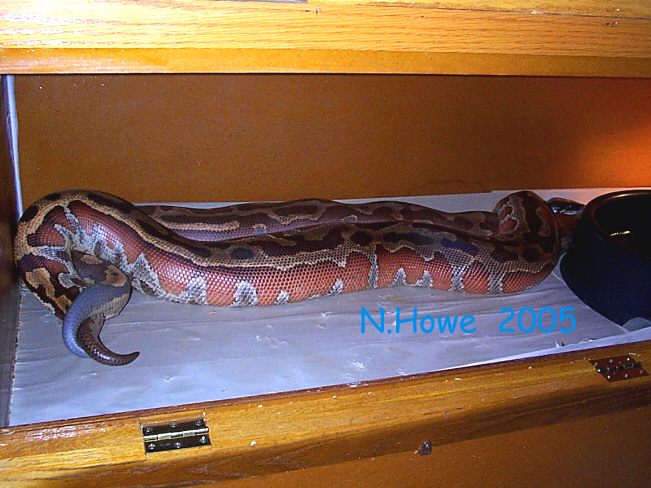 brongersmai breeding