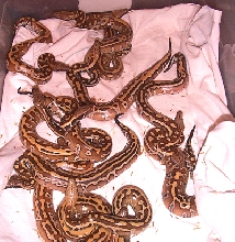 P.brongersmai 2