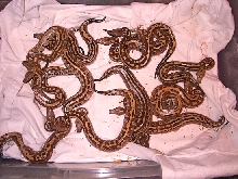 P.brongersmai 3