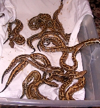 P.brongersmai hatchlings