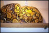 Female breeder yellowhead