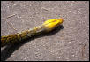 2001 Howe yellowhead-future breeder holdback