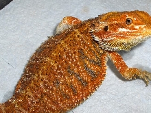 EDzExotics "Super Red" line