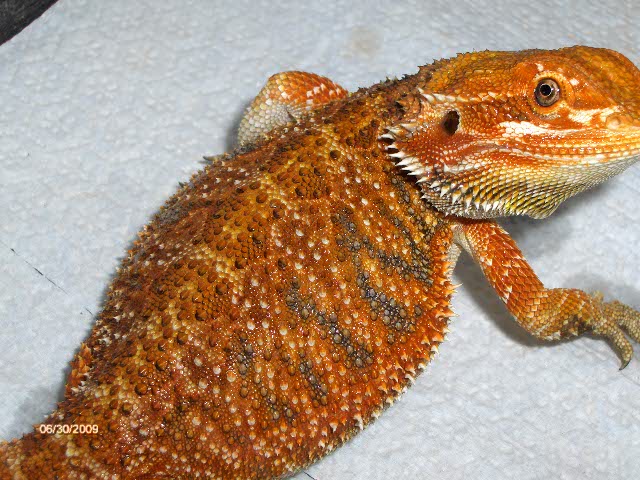 EDzExotics "Super Red" line