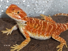 EDzExotics "Super Red"