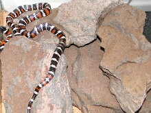 Zonata parvirubra