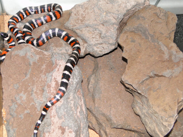 Zonata parvirubra