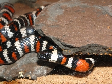 California Mt. Kingsnake