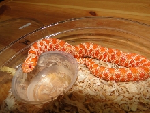 Extreme Red Albino with Purple skin