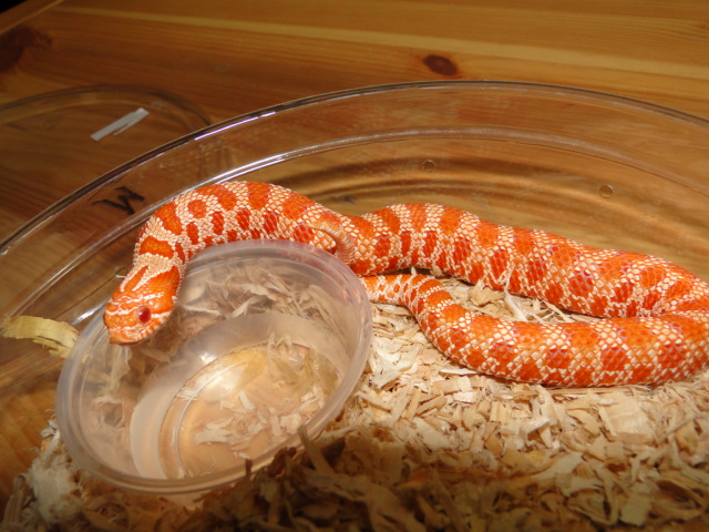 Extreme Red Albino with Purple skin