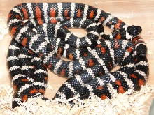 Zonata parvirubra California Mt. Kings