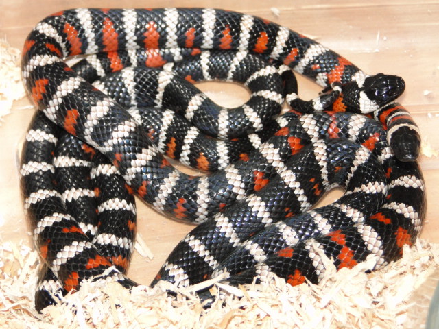 Zonata parvirubra California Mt. Kings