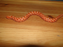 Extreme Red Albino