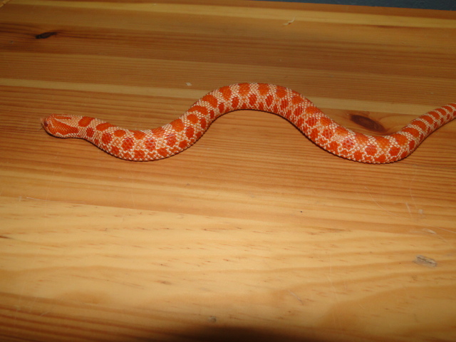 Extreme Red Albino