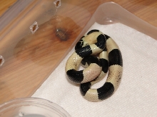 Outstanding SockHead Oreo Pueblan by EDzExotics