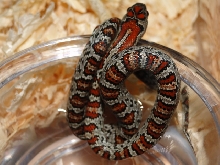 Split Saddled Speckled MexMex San Luis Potosi
