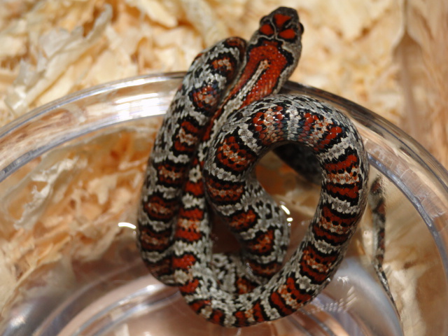 Split Saddled Speckled MexMex San Luis Potosi