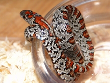 Split Saddled Speckled MexMex San Luis Potosi