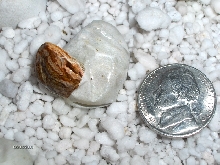 hatching 
